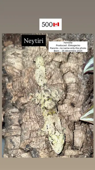 two females uroplatus sikorae , View more