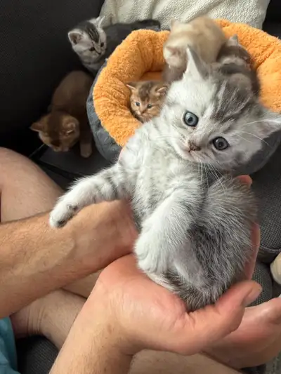 Pure Male British Shorthair Kitten for Sale, View more
