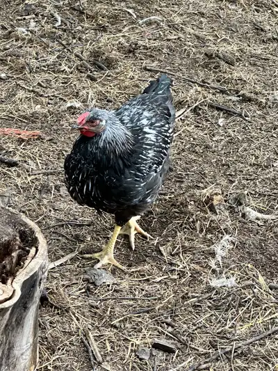 silve laced Wyandotte roosters , View more