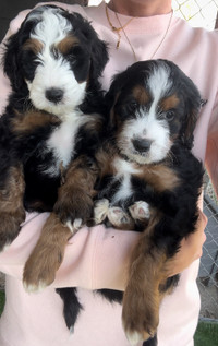 Guardian Home Wanted for our Male Bernedoodle