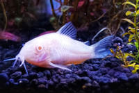 Albino (aeneus) corydoras