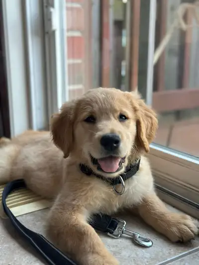 Golden Retreiver puppy male, View more