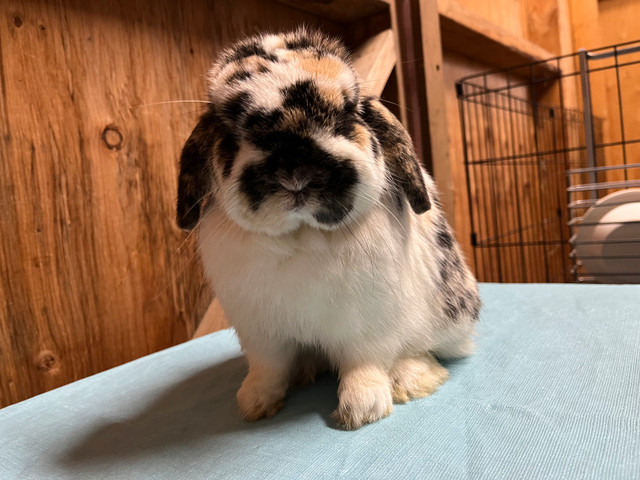 Purebred Holland Lops  in Small Animals for Rehoming in Oshawa / Durham Region - Image 3