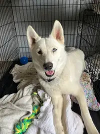 Ghost Needs a New Family