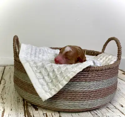 Rare Mini Red Goldendoodle puppies, View more