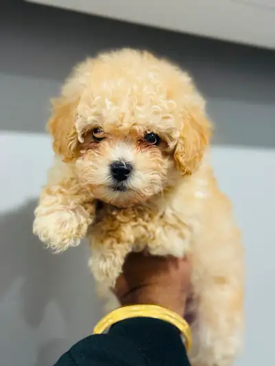 Toy poodle, View more