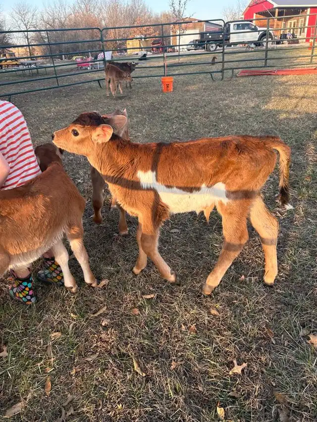 Bottle Bull calves in Livestock in Chatham-Kent - Image 3