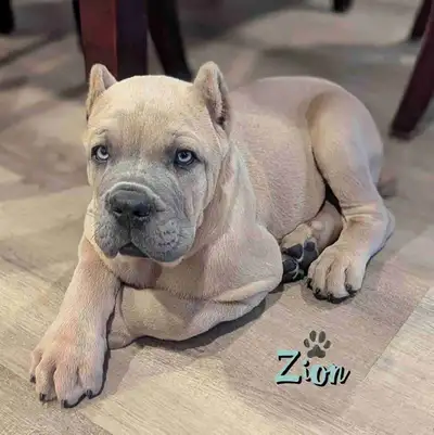 ♥️ Cane Corso Pups Arriving in July♥️, View more