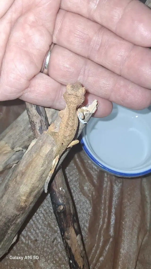 Raise Your Baby in Reptiles & Amphibians for Rehoming in Ottawa - Image 4