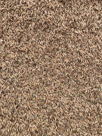 Brown Oats for Sale