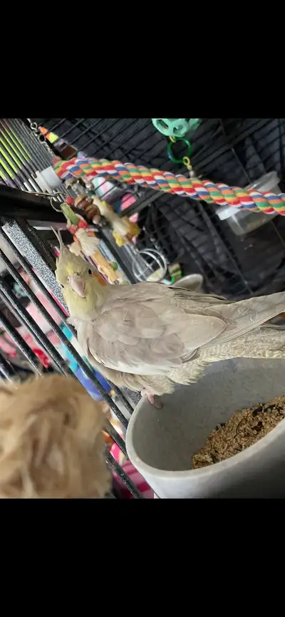 male cockatiel, View more