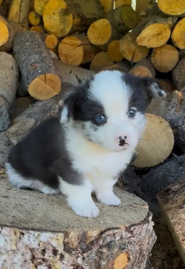 Fluffy corgi   puppies in Dogs & Puppies for Rehoming in Vancouver - Image 2
