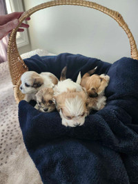 Shih tzu maltese's puppies