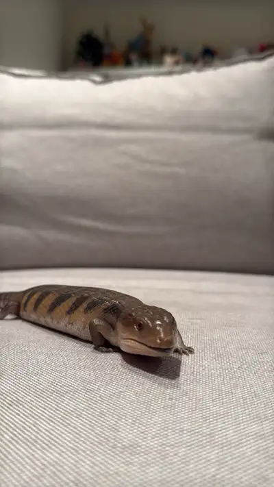 CB Northern Blue Tongue Skink, View more