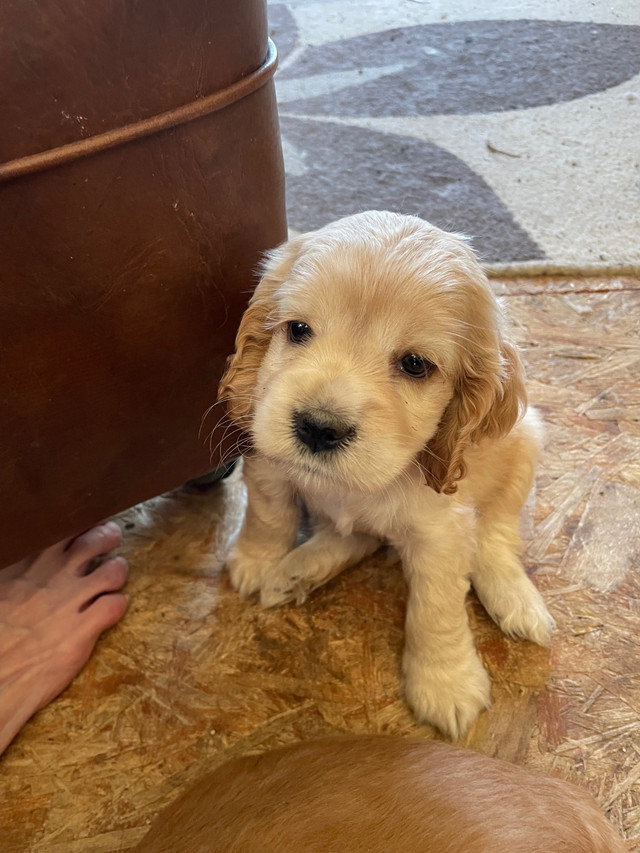  Cocker Spaniel puppies  in Dogs & Puppies for Rehoming in Regina - Image 2