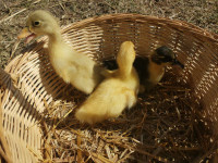 Ducklings  