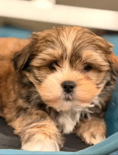 Shorkie puppies - ready to go now, View more