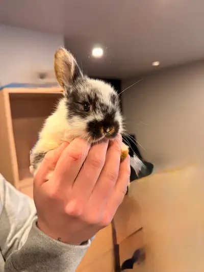 Mixed lop breed litter for sale, View more