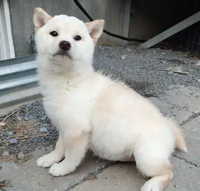 Purebred White Shiba Inu Puppy Looking for a Loving Home, View more