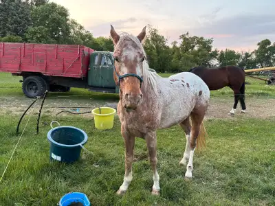 Romeo is a five year old gelding. He is an amazing horse, willing to learn new things and wanting to...