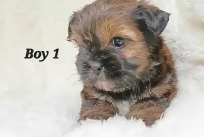 Quality Shorkie puppies Girls and Boys!, View more