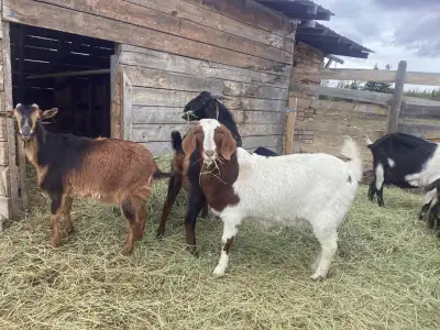 Boer doe for sale, View more