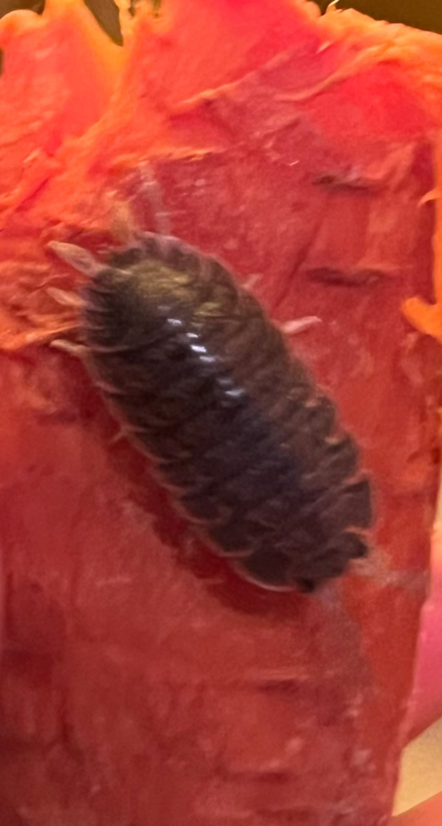 Giant Canyon Isopod Porcellio dilatatus in Other Pets for Rehoming in Hamilton
