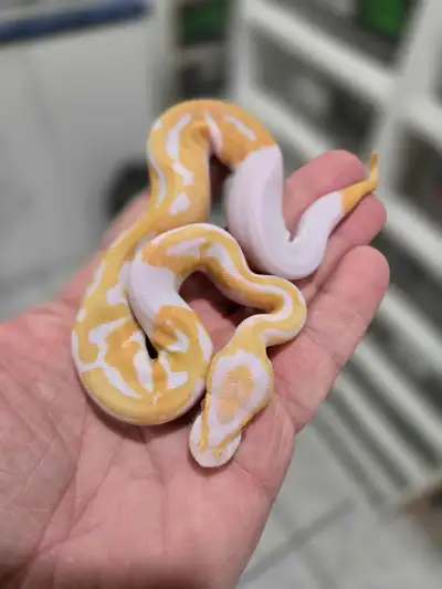 Ball Pythons 50% OFF, View more