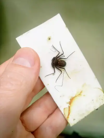 Australian whip spider - Charinus pescotti babies (IF YOU SEE THIS AD, IT IS STILL AVAILABLE.) I hav...