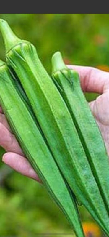 Okra / Bhindi seeds (OP), View more