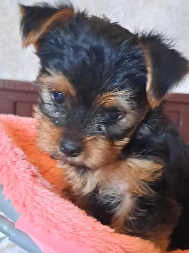 2 female Yorkie pups in Dogs & Puppies for Rehoming in St. Catharines - Image 8