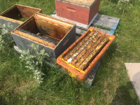 Honey bee nucs, hives, brood frames and queens for sale