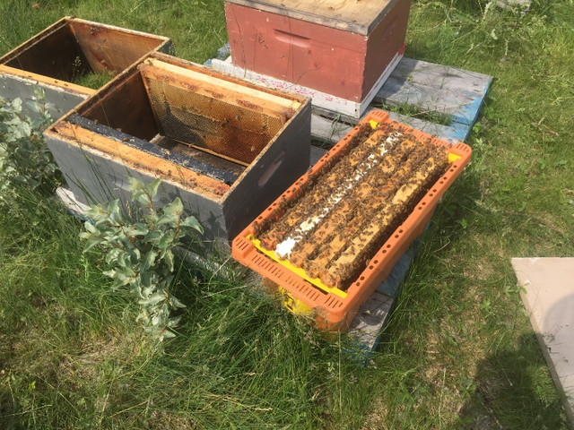 Honey bee nucs, hives, brood frames and queens for sale in Livestock in Brandon