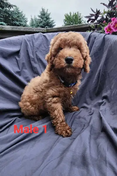 Cockapoo Puppies, View more