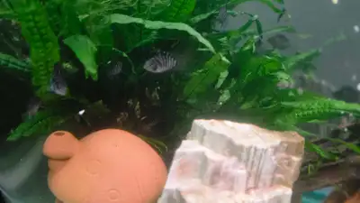 Polar blue Parrot cichlids, View more