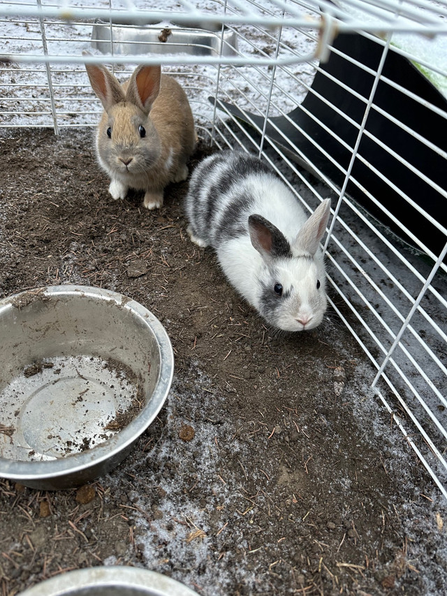 2 little bunny $ 25 each in Other Pets for Rehoming in Lethbridge - Image 2