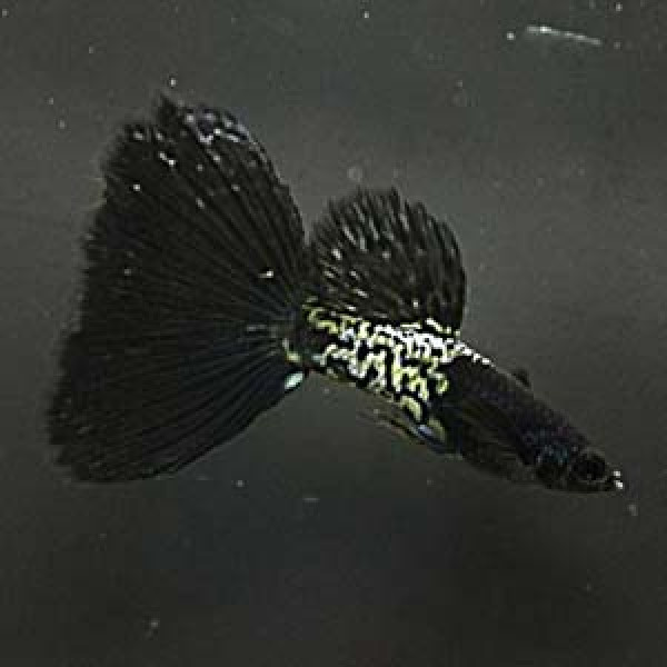 Male Black Cobra Guppies in Fish for Rehoming in Hamilton