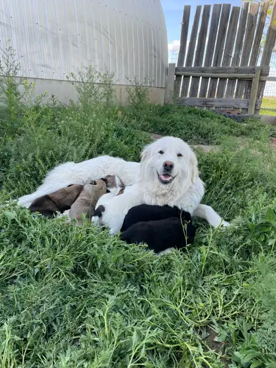 Great Pyrenees x Landseer Newfie, View more