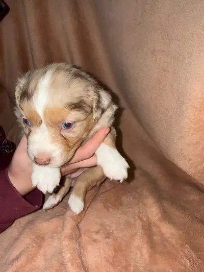 Australian shepherd puppies!, View more
