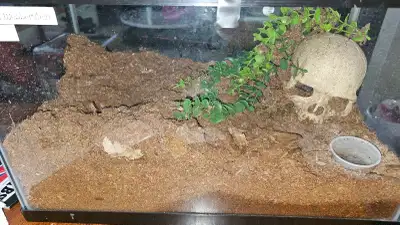Curly Hair Tarantula with Enclosure, View more