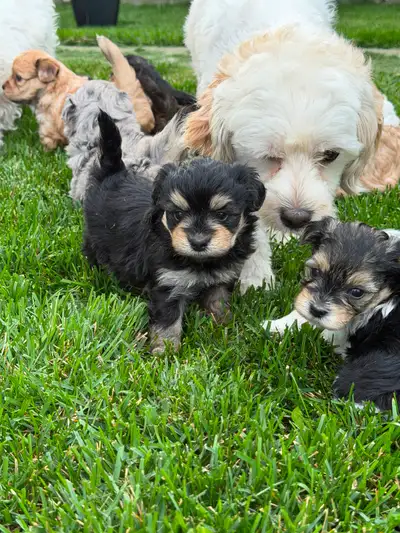 MALTIPOO-CROSS W / BICHON-1/3 SHIH, View more
