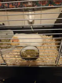 Rehome Guinea pigs 