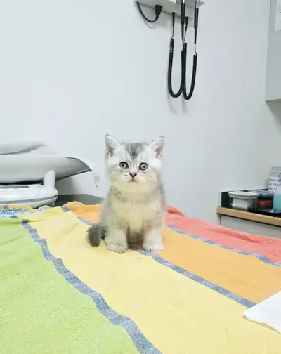 Golden Blue Purebred British Shorthair, View more