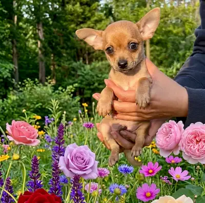 BEAUTIFUL CHIHUAHUA PUPPY LITTER - NOW TAKING RESERVATIONS, View more
