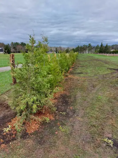 Slots Available for August and September! 4ft $20 6ft $40 8ft $60 10ft $95 12ft $145 Planting $15 ea...