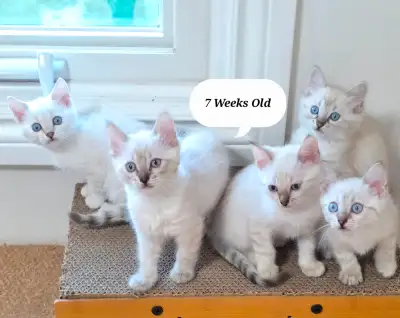 Long haired (Cashmere) and short haired available. Our cattery genetic tests and HCM screens. All ki...