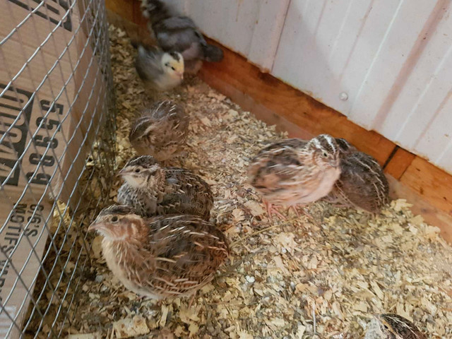 caille femelle  dans Animaux de ferme  à Ville de Québec