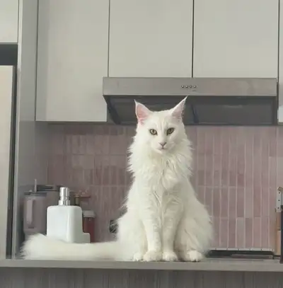 white Maine coon, View more
