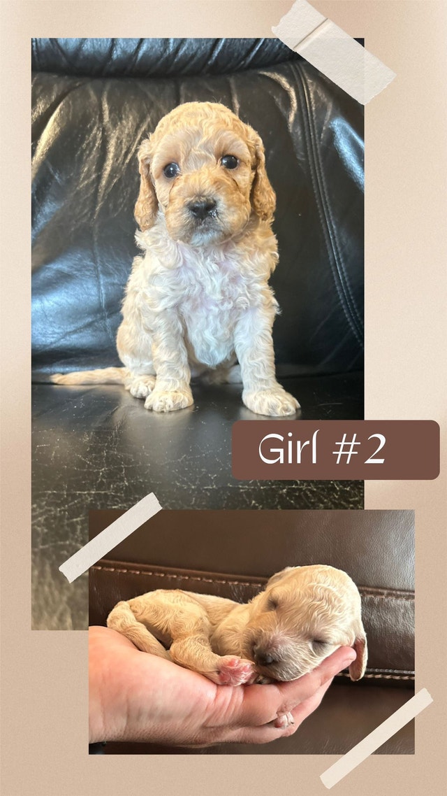 Maxipoo babies Dogs & Puppies for Rehoming Calgary Kijiji