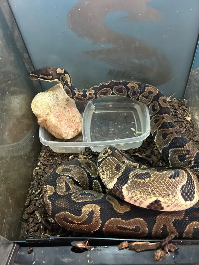 BEAUTIFUL BALL PYTHON SPECIAL $25 in Reptiles & Amphibians for Rehoming in North Bay - Image 2